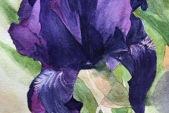 Iris in Purple