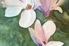 Magnolia-Blossom